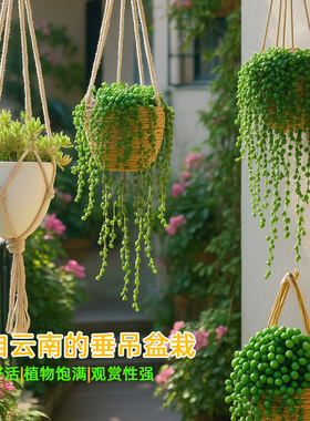 佛珠吊兰情人泪多肉植物吊篮悬挂客厅装饰绿植四季花卉小盆栽带盆