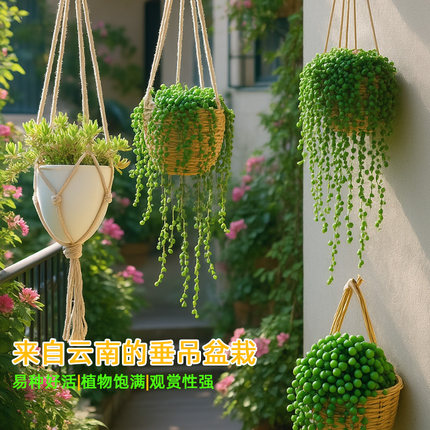 佛珠吊兰情人泪多肉植物吊篮悬挂客厅装饰绿植四季花卉小盆栽带盆
