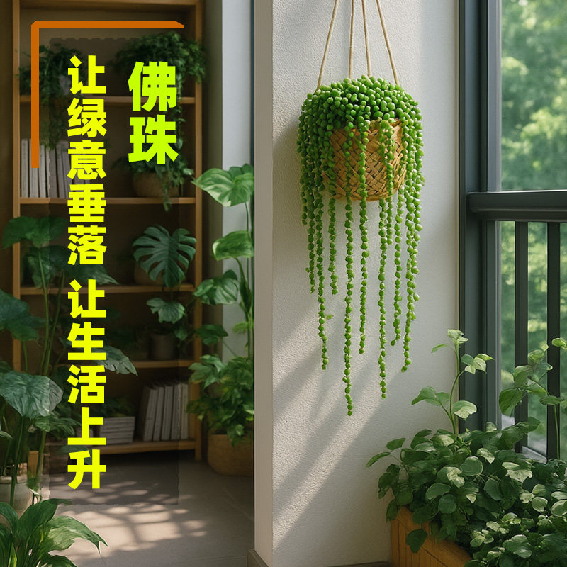 佛珠多肉绿植物角长藤垂吊兰悬壁挂盆栽室内外易养活带盆种好发货,鲜花速递/花卉仿真/绿植园艺,多肉植物,淘宝优惠券,粉丝福利购,淘宝优惠卷
