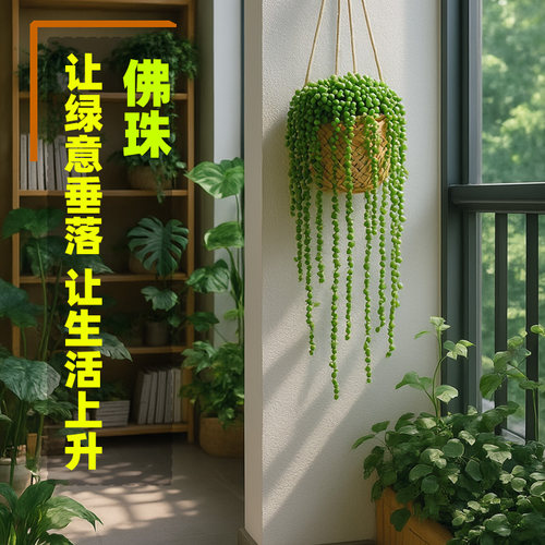 佛珠多肉框情绪绿植吊篮阳台窗户悬挂式花架长藤吊兰室内盆栽植物 - 封面