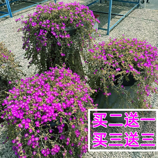 枝干番杏多肉植物群生多头藤本维尼美家垂吊开花肉肉绿植盆栽花卉