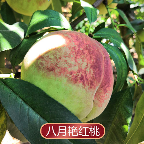 贵阳艳红桃5斤晚红桃子