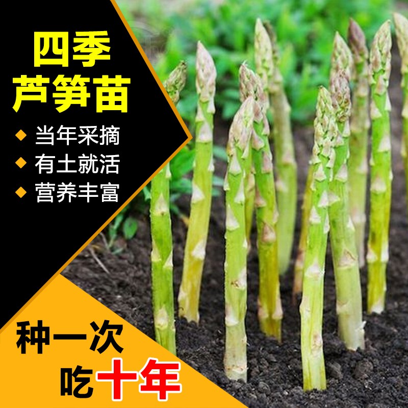 芦笋根苗现挖绿色芦笋苗四季种植蔬菜苗食用田园秧苗盆栽芦笋种苗