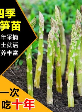 芦笋根苗现挖绿色芦笋苗四季种植蔬菜苗食用田园秧苗盆栽芦笋种苗