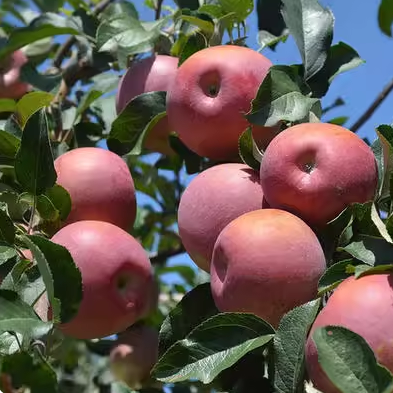 英子专享 昭通苹果 员工自产（当天服装订单满50确收后返20福利）