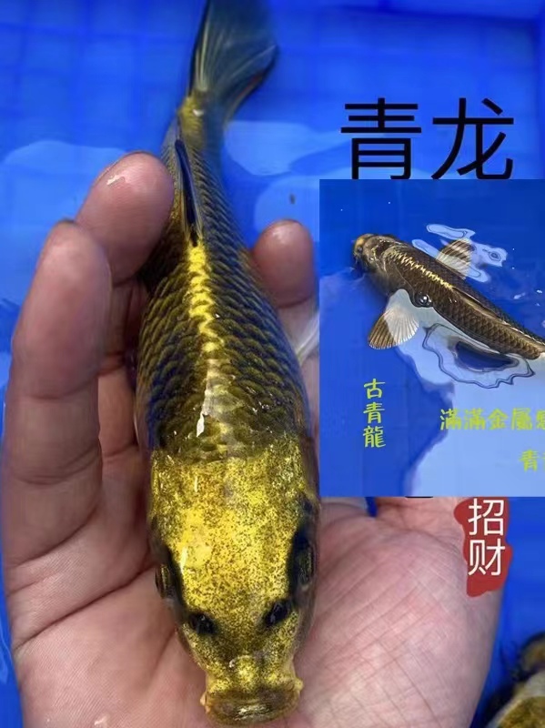 观赏鱼锦鲤活体淡水鱼古黄金