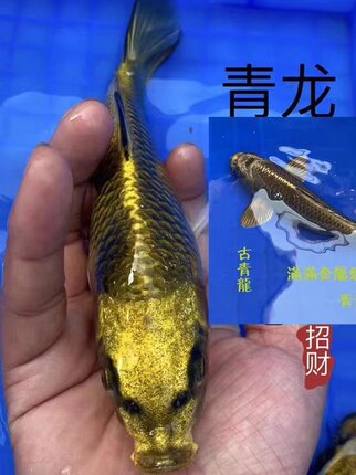 纯种锦鲤古黄金孔雀秋翠红白丹顶白写昭和黄金淡水观赏鱼包活邮