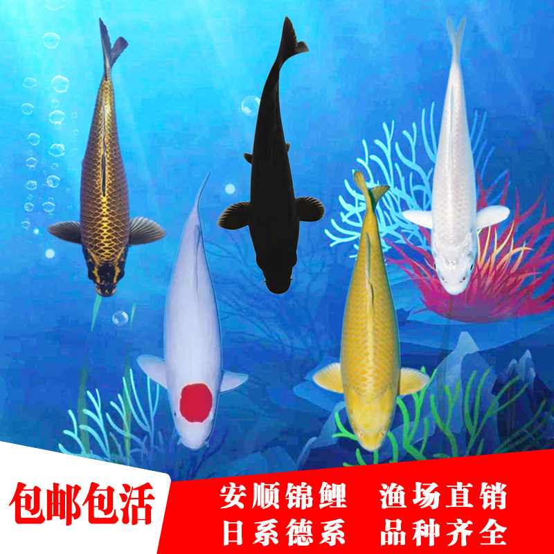 精品丹顶黑黄白锦鲤古黄金观赏鱼淡水鱼好养耐活渔场直销包活包邮