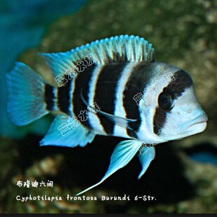 布隆迪六间 皇冠六间 红六间 坦湖慈鲷 三湖慈鲷 热带观赏鱼