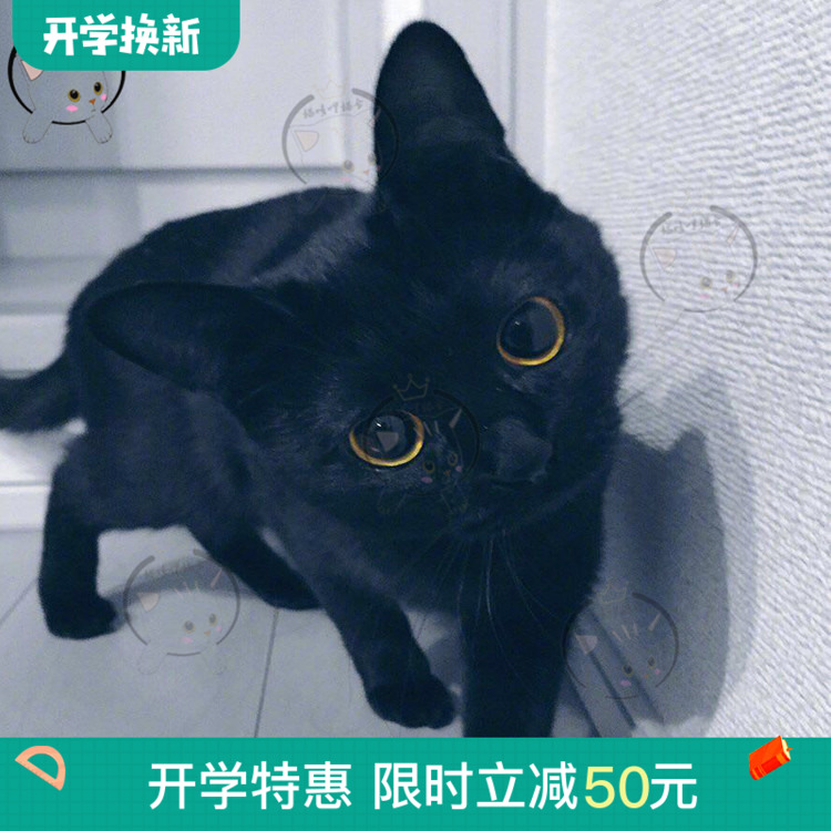 黑猫玄猫活体纯种幼猫纯黑色赛级家养孟买猫活体小黑豹幼崽宠物猫