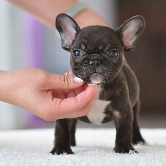 纯种法国斗牛犬 法国斗牛犬幼犬出售 斗牛狗 幼犬 家庭犬宠物狗狗|msdalam kategori haiwan peliharaan/makanan haiwan dan bekalan, anjing - dari Buy2taobao.com untuk memberikan perkhidmatan ejen Taobao profesional membeli