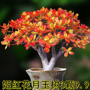 新花月锦价格 新花月锦图片 星期三
