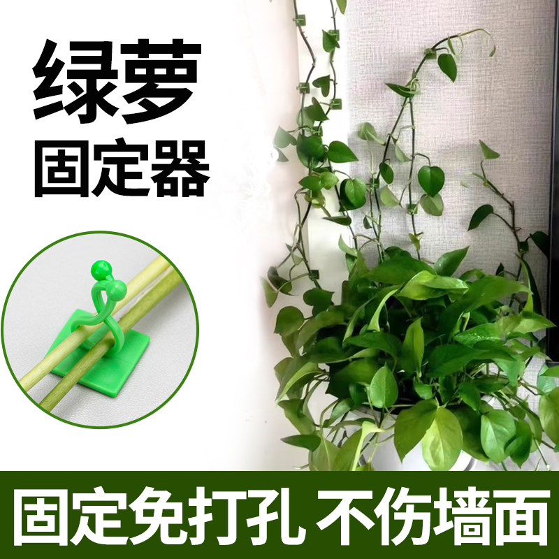 绿萝爬上神器爬墙上绿箩固定器