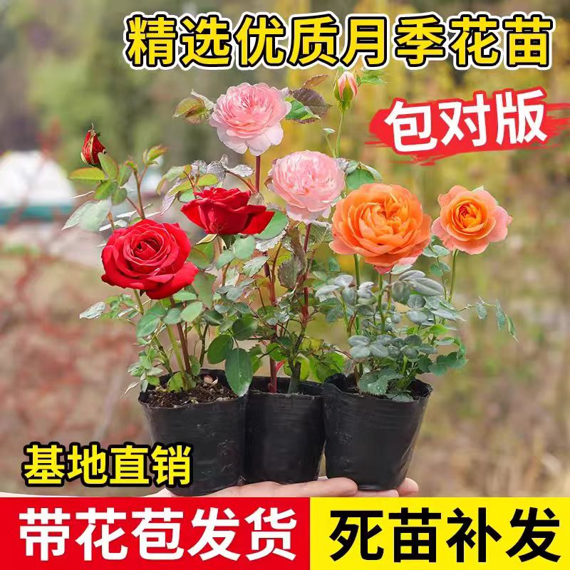 月季花苗勤花爆花机器月月开花卉盆栽绿植物户外绿化庭院玫瑰蔷薇