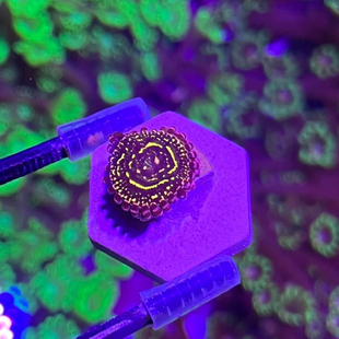 大种幻彩荧光纽扣鱼缸珊瑚活体拼盘造景海缸软体新手平流层纽扣