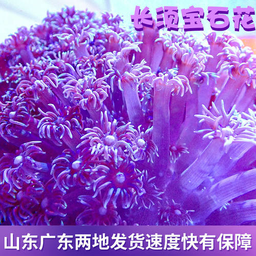 日本长须宝石花珊瑚软体LPS