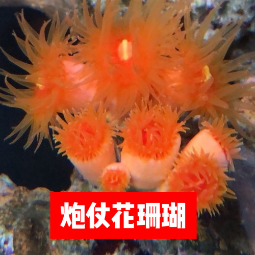 新手海缸炮仗花珊瑚软体NPS
