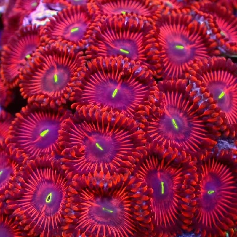 炫幻彩纽扣珊瑚海水大种食人魔红纽扣魔术师纽扣绿纽扣水媳拼盘