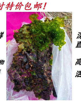 免爆藻活石新鲜高钙深海活石海水缸鱼缸开缸造景多孔微生物聚集