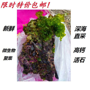 免爆藻活石新鲜高钙深海活石海水缸鱼缸开缸造景多孔微生物聚集