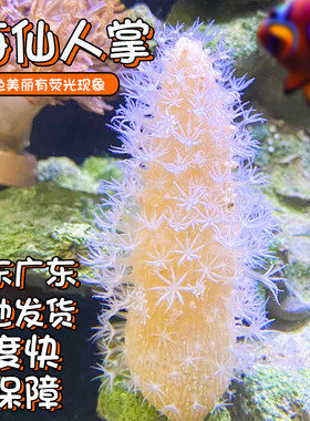 海缸造景海仙人掌除藻观赏鱼