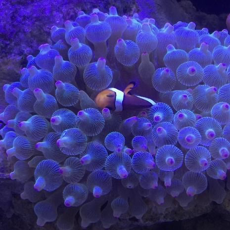 紫点海葵奶嘴海葵海水养殖小丑鱼共生海葵海缸软体珊瑚绿奶嘴海葵