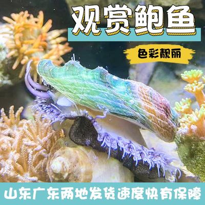 海缸海水生物鲍鱼宠物除藻清洁海洋小生物观赏鱼造景彩贝鲍鱼