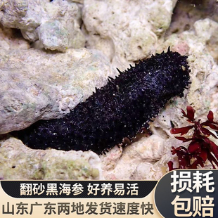 翻沙海参黑海参红海参观赏海洋生物吃除藻海缸翻砂除藻大海参宠物