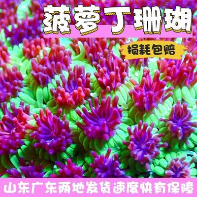 菠萝丁珊瑚荧光海水海洋生物海缸造景观赏小丑鱼窝 LPS软体珊瑚