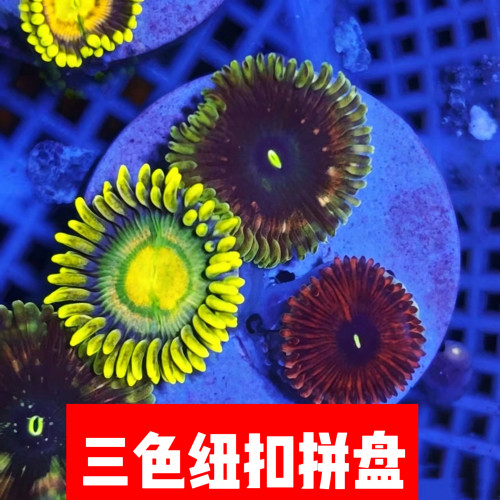 大种纽扣三色拼盘海缸珊瑚造景观赏新手软体幻彩生物海水入门好养