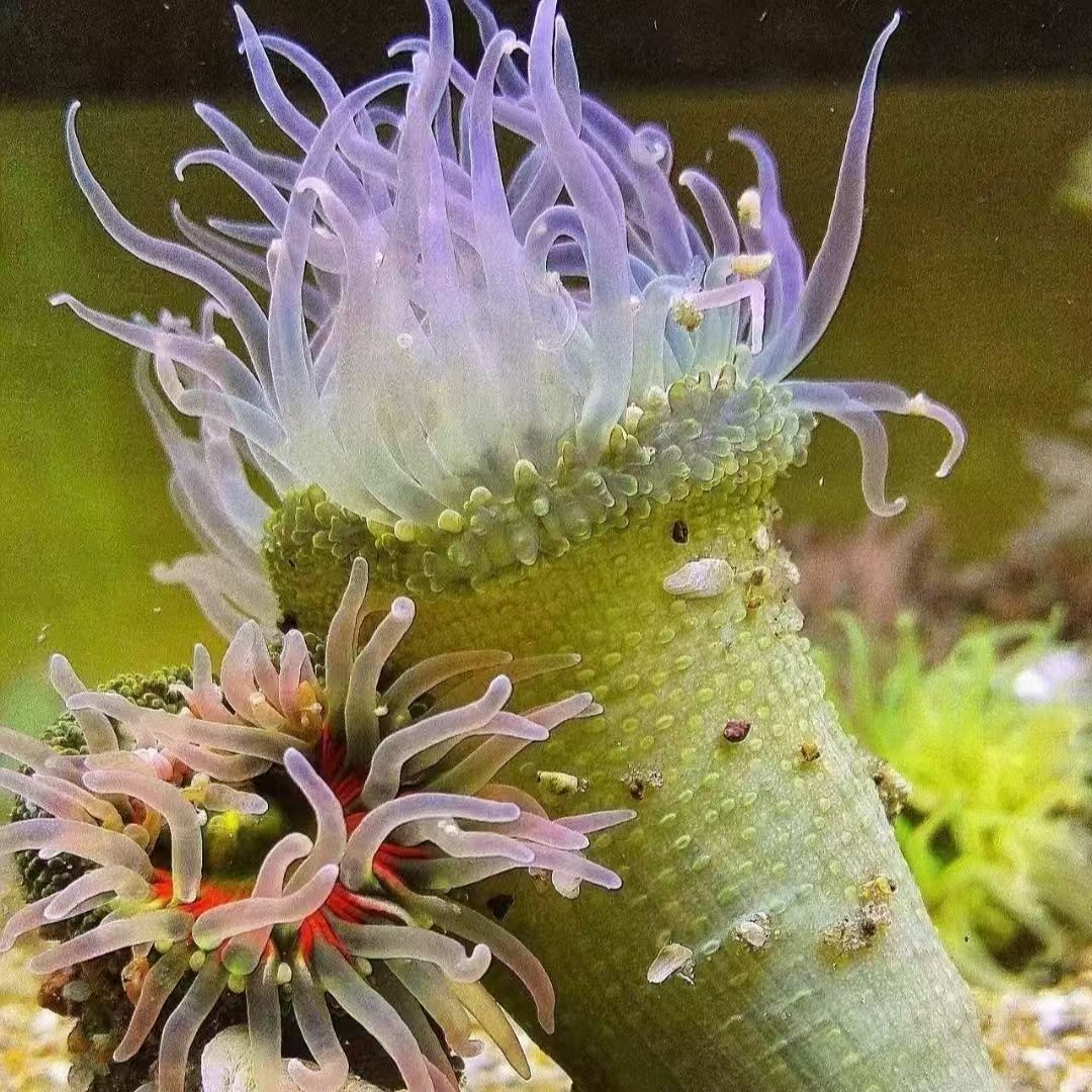 观赏海葵绿石葵火山海葵樱花海葵绿疣海葵桌面海缸宠物小丑鱼共生