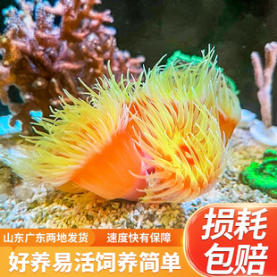 炮仗花珊瑚海缸NPS软体LPS新手易养珊瑚太阳花海水鱼缸生物活物