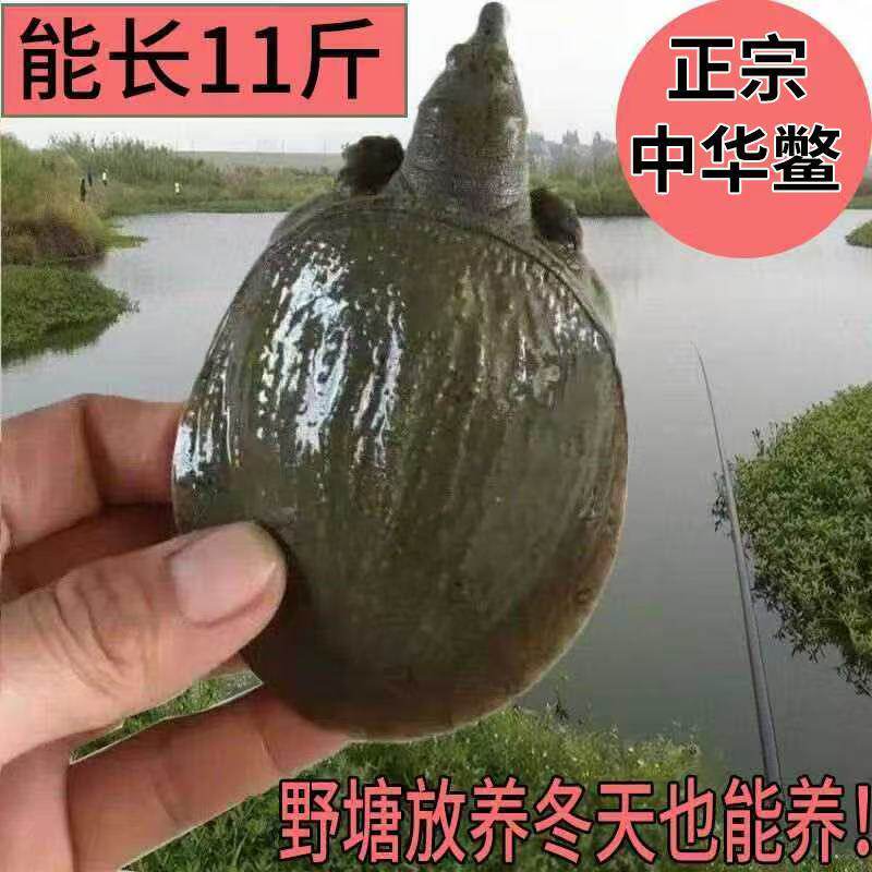 外塘养殖中华鳖甲鱼苗包活到家图片