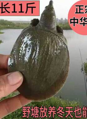 中华鳖外塘大苗甲鱼苗池塘水养殖