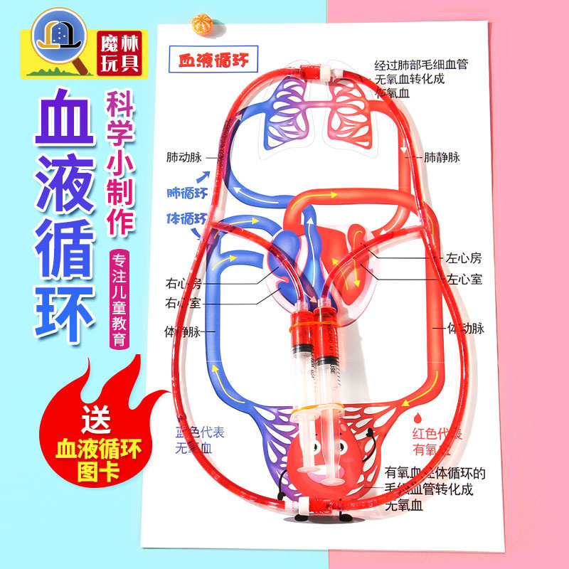 DIY人体血液循环模型小学生科普生物科学实验创造幼儿园教学教具