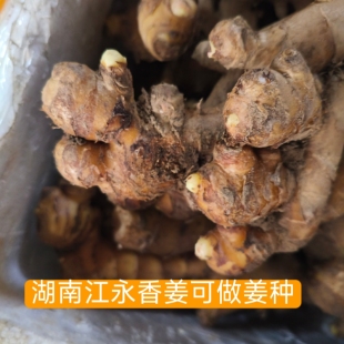 正宗湖南永州本地江永香姜生姜老姜可盆栽嫩姜种植发芽生姜