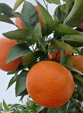 正宗永州特产精选沃柑橘子不打蜡甜蜜素不用保鲜剂原产地果园直发