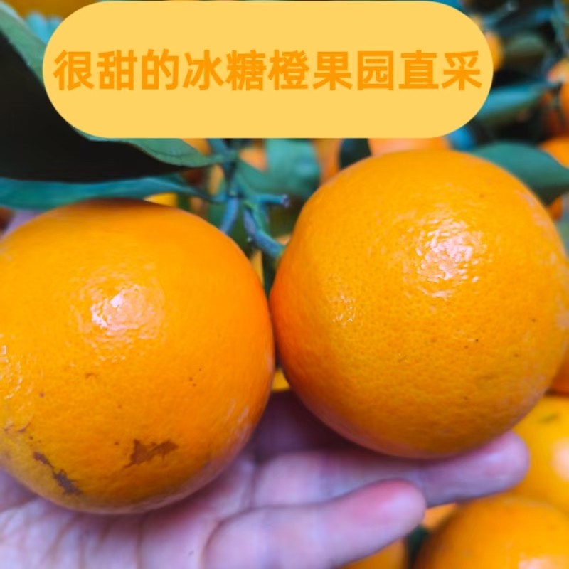 正宗湖南永州特产冰糖橙应季水果果园采摘保证不泡保鲜剂不打蜡,水产肉类/新鲜蔬果/熟食,橙,淘宝优惠券,粉丝福利购,淘宝优惠卷