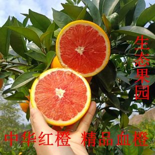 湖南永州特产精品血橙中华红橙果园直发不打蜡不打甜蜜素保鲜剂