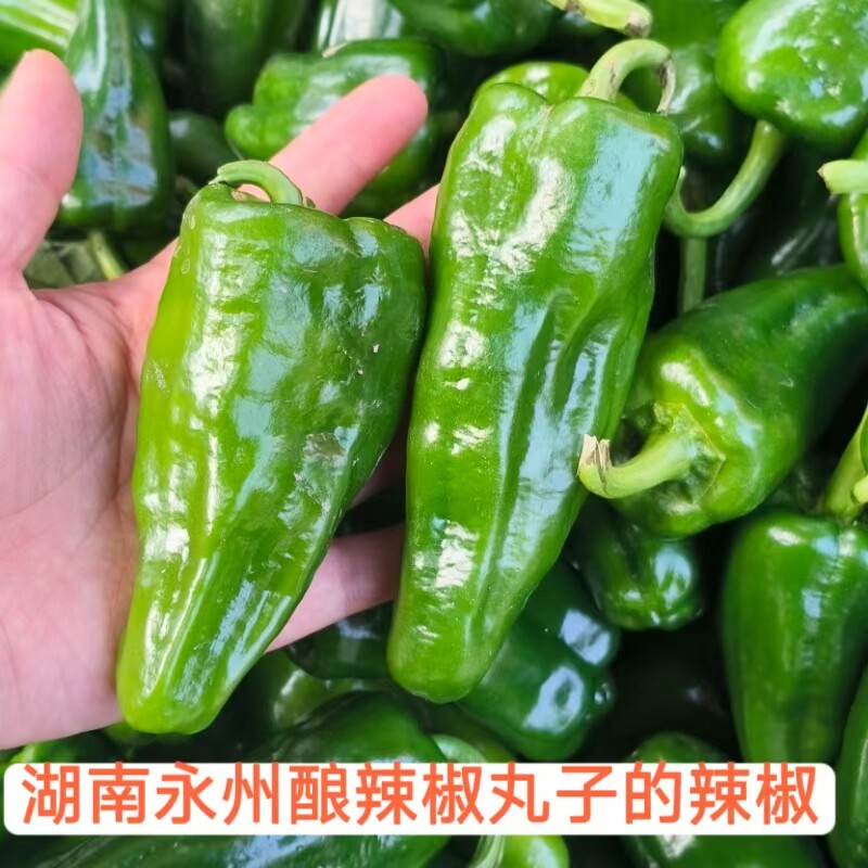 湖南永州本地特产薄皮酿辣椒丸子新鲜辣椒