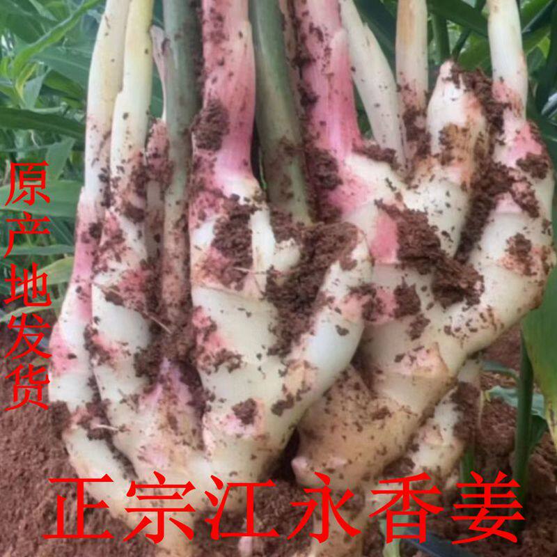 正宗湖南永州特产江永香姜五香新鲜仔姜嫩姜腌炒醋生吃原产地发货