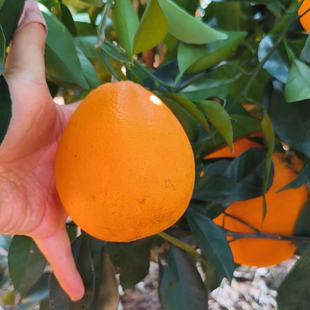 湖南永州特产原产地发货脐橙正宗纽荷尔脐橙不泡保鲜剂不打蜡