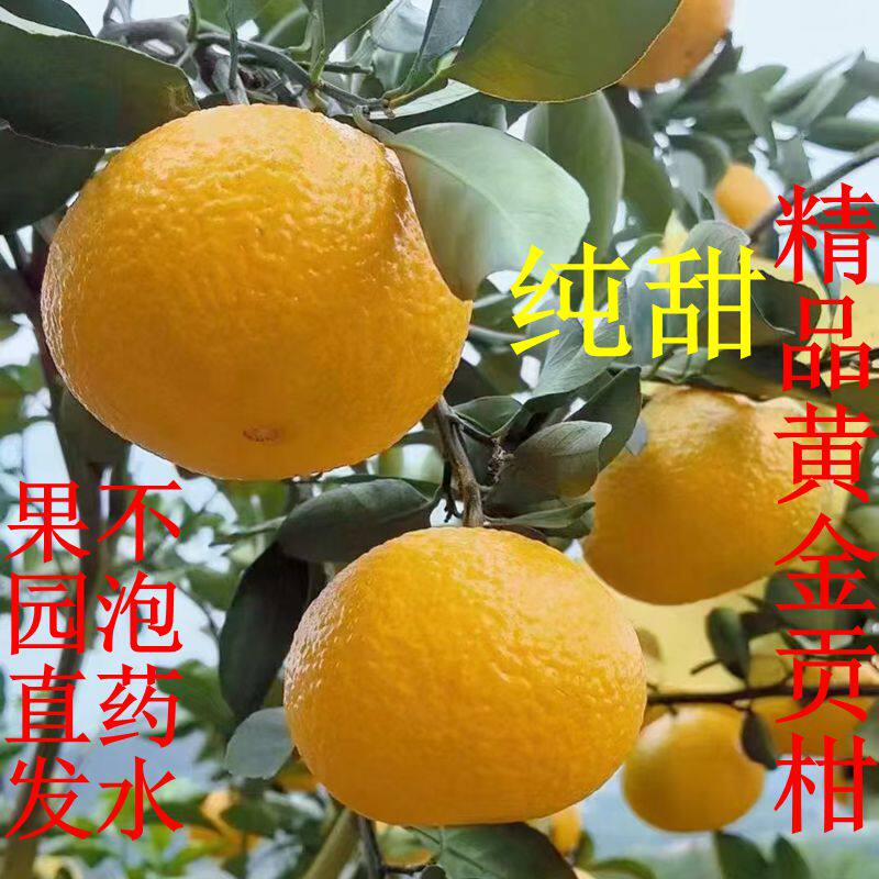湖南永州特产纯甜桔柚黄金贡柑原产地发货不泡药水保鲜剂不打蜡