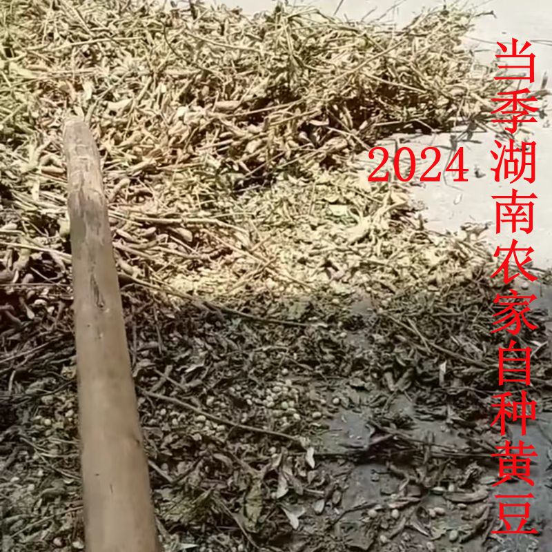 2024年新货正宗江永黄豆