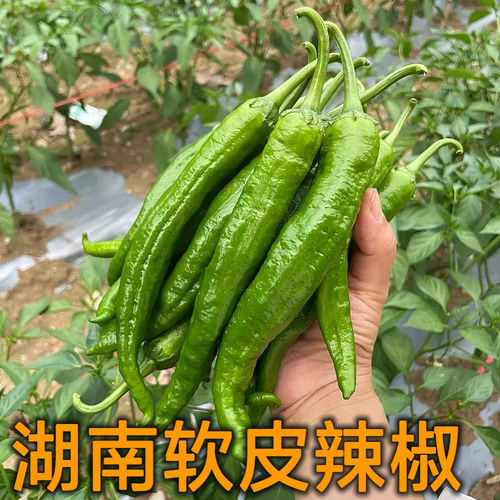 湖南永州特产新鲜青椒比较辣当季蔬菜新鲜软皮青椒家庭饭店都可用