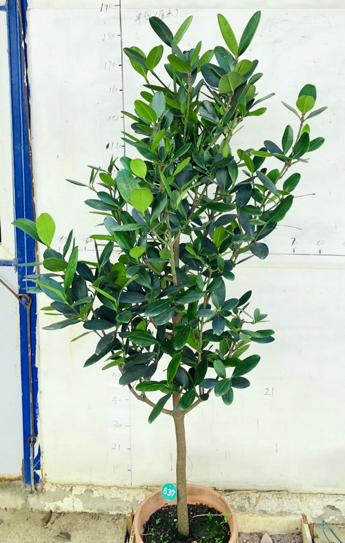 绿植米兰台湾网红多省包邮福木