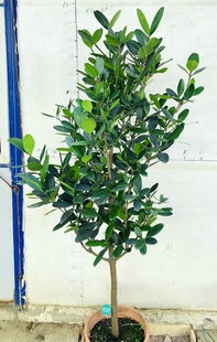 台湾福木福树0.8 2米一物一拍大型网红绿植盆栽室内盆栽净化空气