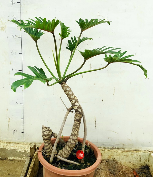 老桩小天使仙羽蔓绿绒盆栽一物一拍室内桌面植物净化空气