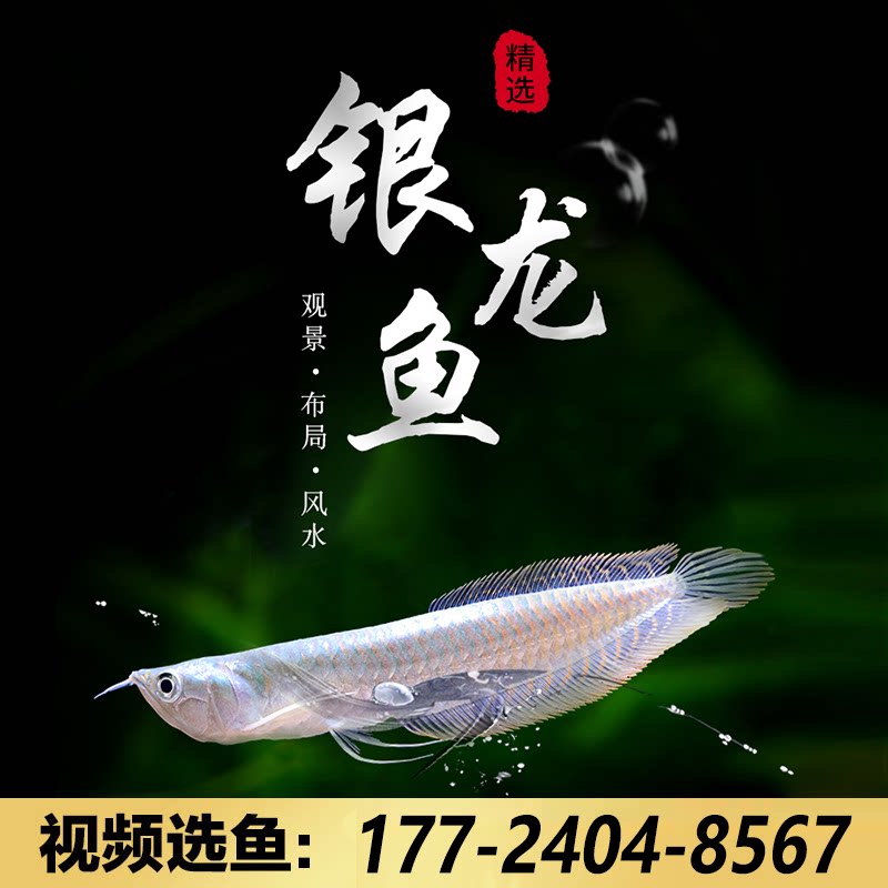 银龙鱼活体练手龙鱼苗淡水小型风水鱼招财鱼双须骨舌鱼热带观赏鱼