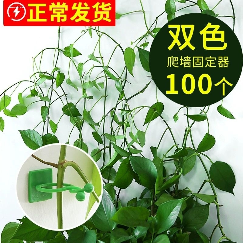 绿萝固定器绿植爬墙爬上神器墙面绿箩双面固定卡扣攀藤勾夹扣